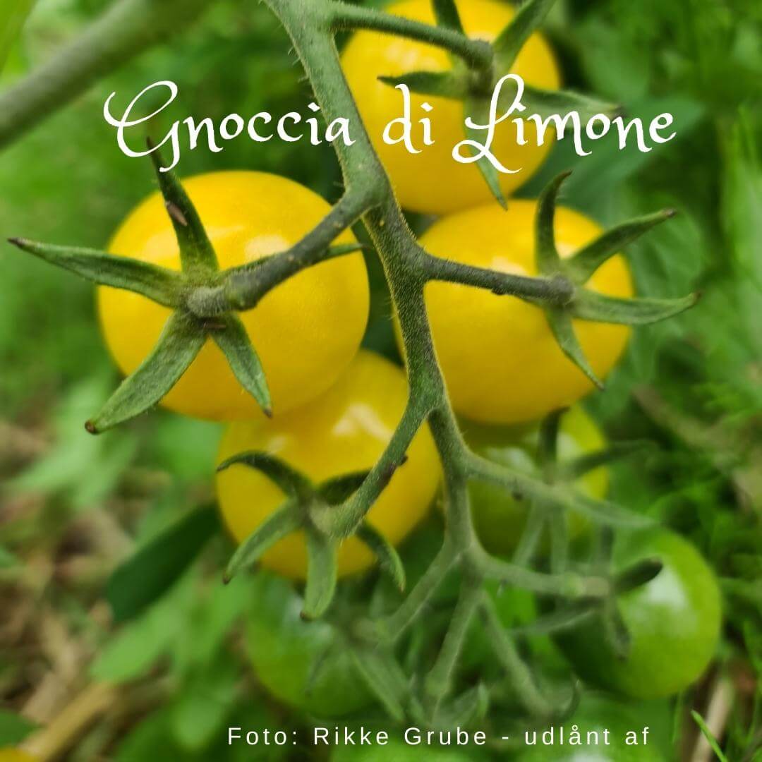 Gnocchia di Limone